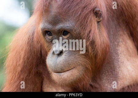 Der Orang-utan (Pongo pygmaeus), Borneo, Indonesien. Stockfoto