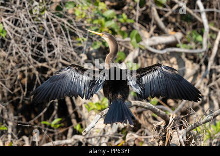 Ein Erwachsener, anhinga Anhinga anhinga, seine Flügel trocknen bei pousado Rio Claro, Mato Grosso, Brasilien. Stockfoto