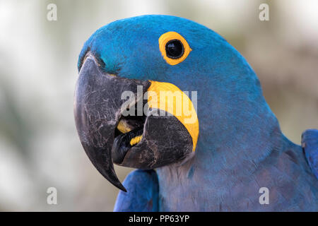 Hyazinthara, Anodorhynchus hyacinthinus, pousado Rio Claro, Mato Grosso, Brasilien. Stockfoto