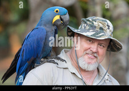 Guide Carlos Navarro mit einem erwachsenen Hyazinthara, Anodorhynchus hyacinthinus, Pantanal, Brasilien. Stockfoto