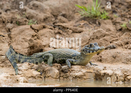 Eine junge Caiman yacare, Caiman yacare, am Flussufer in der Nähe des Porto Jofre, Brasilien. Stockfoto