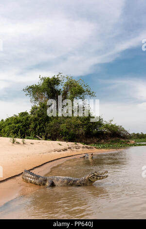 Zwei Erwachsene yacare Kaimane, Caiman yacare, am Flussufer in der Nähe des Porto Jofre, Brasilien. Stockfoto