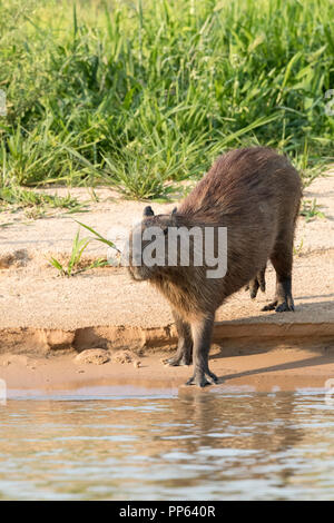 Nach capybara (Hydrochoerus hydrochaeris), am Flussufer, Porto Jofre, Mato Grosso, Pantanal, Brasilien. Stockfoto