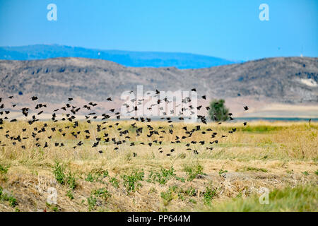 Herde von Red-Winged Amseln Stockfoto