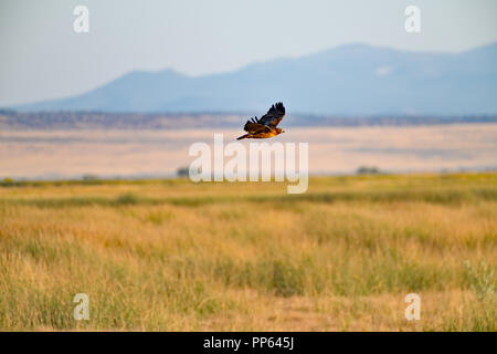 Black Hawk fliegt über den See, Klamath fallen Stockfoto