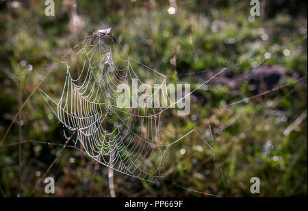 Auf den Speichen der Gras gestreckt Web mit Tautropfen. In der Nähe vorgestellt. Stockfoto
