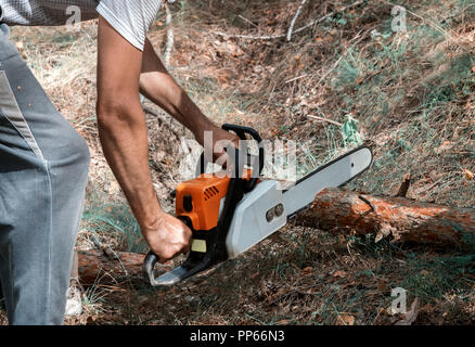 In den Wald, ein Mann Sägen einen Baumstamm mit einer Kettensäge. Stockfoto