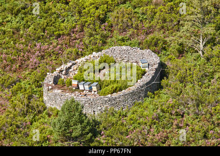 Bienenstöcke. Traditionelle Steinmauer Struktur gegen die Bären. Muniellos, Asturien, Spanien Stockfoto