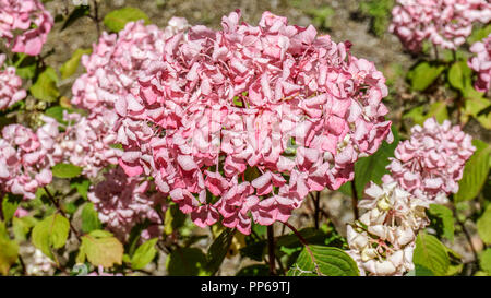 Hydrangea Macrophylla Tricolor 1. Stockfoto