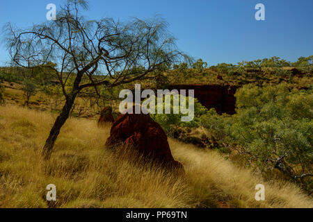 Red termite Damm, golden trockenes Gras, karijini Nationalpark, Western Australia Stockfoto