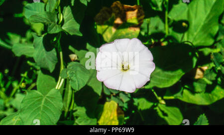 Rosa Pimpinellifolia closeup 1. Stockfoto