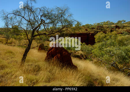 Red termite Damm, golden trockenes Gras, karijini Nationalpark, Western Australia Stockfoto