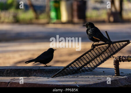 Rot - geschulterten Glossy Starling Namibia im Sommer Stockfoto