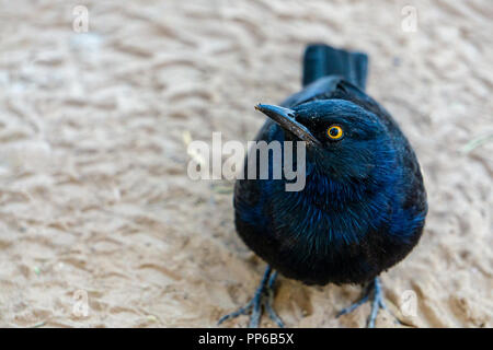 Rot - geschulterten Glossy Starling Namibia Stockfoto