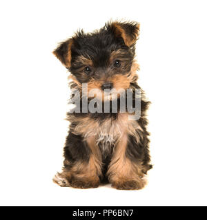 Cute Yorkshire Terrier sitzend, Yorkie Welpen in die Kamera schaut auf weißem Hintergrund Stockfoto