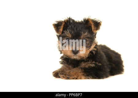 Süße Yorkshire terrier Yorkie Welpen liegend in die Kamera schaut auf weißem Hintergrund Stockfoto