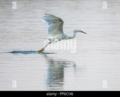 Ein snowy egret, Egretta Thule, fliegen niedrig über Oberfläche eines Sees, auf der Suche nach kleinen Fischen nur unter dem Wasser. Stockfoto