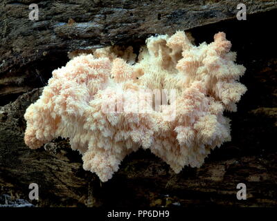 Hericium Americanum - der Junge Löwen Mähne/Pom Pom Pilz Stockfoto