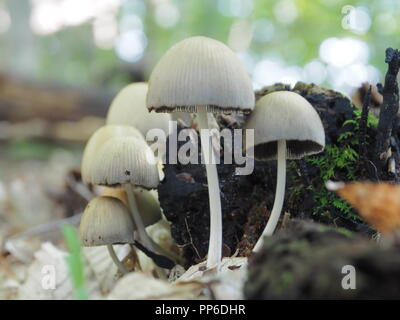 Mica Kappen (Coprinellus Micaceus) Stockfoto