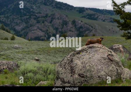 Profil von Braun Marmot auf Felsen in den Bergen in Yellowstone Stockfoto