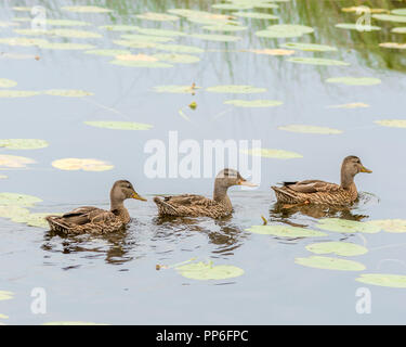 Drillinge von Lamarche, Juvenile Stockenten am Lac des Habitants, Quebec, Kanada Stockfoto