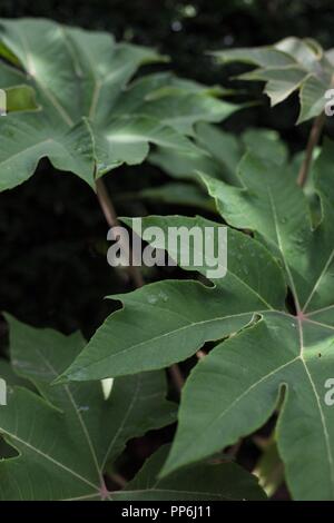 Riesige Reispapier Pflanze, Tetrapanax papyrifer. Stockfoto