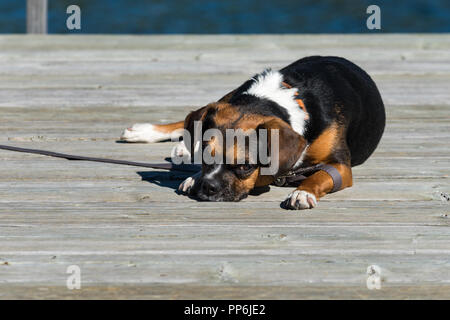 Lazy Dog Nickerchen in der Sonne auf einem Angeln Hund auf einer Wiese See Stockfoto