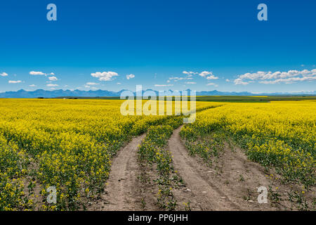 Die schöne Landschaft der landwirtschaftlichen Nutzfläche in den Ausläufern von Alberta, Kanada, mit Bereichen der gelb blühende Raps Getreide. Stockfoto