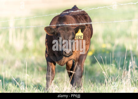 Junge Tiere Rinder hinter einem Stacheldrahtzaun in einem ländlichen Weide in der Prärie von Alberta Kanada Stockfoto