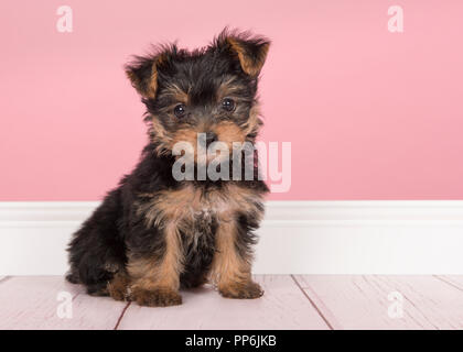 Cute Yorkshire Terrier sitzend, Yorkie Welpen in die Kamera in einem rosa Wohnzimmer, Einstellung Stockfoto