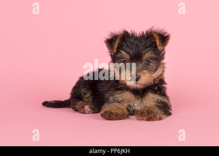 Süße Yorkshire terrier Yorkie Welpen liegend in die Kamera schaut auf einem rosa Hintergrund Stockfoto