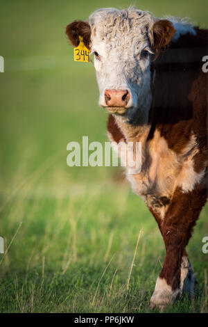 Tiere Rinder in einem ländlichen Weide in der Prärie von Alberta Kanada Stockfoto