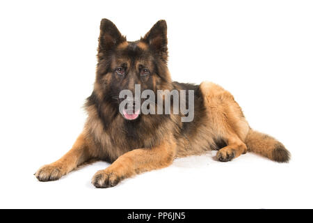 Deutscher Schäferhund liegend in die Kamera von der Seite auf weißem Hintergrund isoliert gesehen suchen Stockfoto