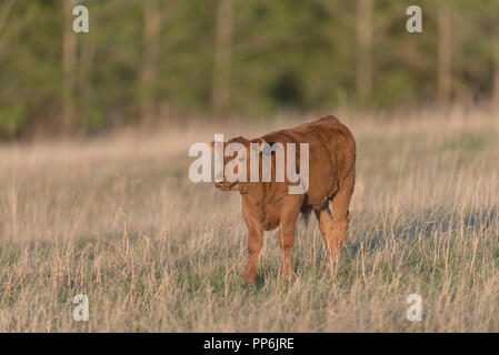 Junge Tiere Rinder in einem ländlichen Weide in der Prärie von Alberta Kanada Stockfoto