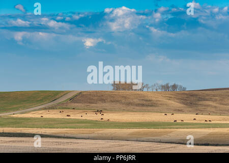 Die schöne Landschaft der ländlichen Ackerland mit säte und Weidevieh an einem warmen Frühlingstag bei bewölktem Himmel. Stockfoto