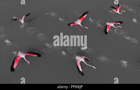 Luftaufnahmen von Flamingos im See Wasser stehen. Schöne Vögel mit hellen Färbung rosa und schwarzen Farben. Sonnigen Tag, full frame Hintergrund. Stockfoto