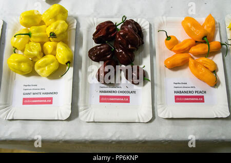 Das Besucherzentrum der Dendrologische Garten die Chili Verkostung organisieren, von Peter Gajdostin in Prag, Tschechische Republik am 23. September, 20-led Stockfoto