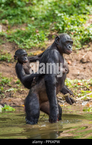 Bonobo Cub auf dem Rücken der Mutter im Wasser. Natürlicher Lebensraum. Der Bonobo, Wissenschaftlicher Name: Pan paniscus, manchmal das Pygmy Schimpanse genannt. Demokratie Stockfoto