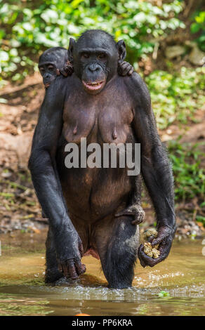 Bonobo Cub auf dem Rücken der Mutter im Wasser. Natürlicher Lebensraum. Der Bonobo, Wissenschaftlicher Name: Pan paniscus, manchmal das Pygmy Schimpanse genannt. Demokratie Stockfoto