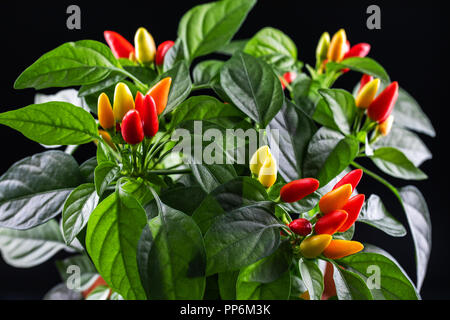 Hot Chili Peppers rot, orange, gelb auf Pflanze im Topf auf schwarzem Hintergrund isoliert. Stockfoto