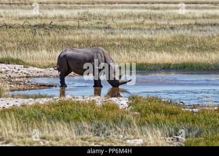 White Rhino trinken, Etosha National Park, Namibia, Afrika Stockfoto