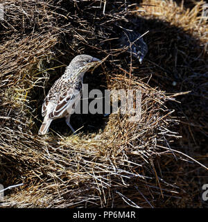 Sociable weaver Vogel ein Nest, Etosha National Park, Namibia Stockfoto