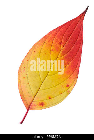 Sibirische Hartriegel (Cornus alba) Blatt im Herbst Farben. Auf weissem Hintergrund. Stockfoto