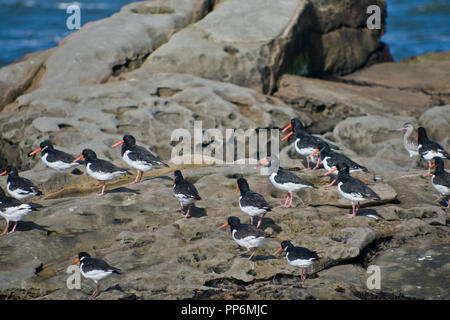 Austernfischer auf der Northumberland Küste Stockfoto