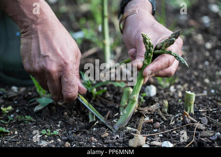 In der Nähe der person Kommissionierung grüner Spargel im Garten. Stockfoto