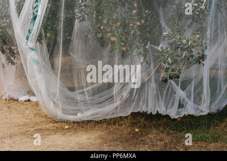 Schutzgitter Stoffbezug apple Bäume, die junge Frucht im Sommer in einer kommerziellen Obstgarten. Pestizidfreie Landwirtschaft und Nahrungsmittelproduktion. Stockfoto