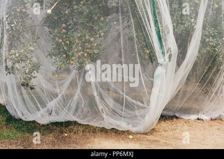 Schutzgitter Stoffbezug apple Bäume, die junge Frucht im Sommer in einer kommerziellen Obstgarten. Pestizidfreie Landwirtschaft und Nahrungsmittelproduktion. Stockfoto