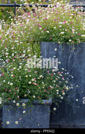 Nahaufnahme von einer Fülle von wild Daisy Blumen wachsen in grauen Behältern. Stockfoto