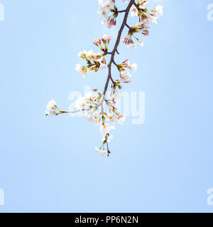 Hunderte von Razor clam Muscheln am Strand, New Brighton, Merseyside, UK Stockfoto