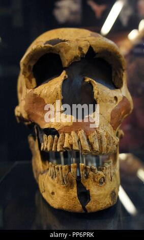 Stücke in der Ausstellung "Kunst ohne Künstler: Replik von Schädel und Unterkiefer DES HOMO NEANDERTHALENSIS. ORIGINAL DER HÖHLE VON FERRASSIE, (Frankreich), 120000 Jahre. Stockfoto